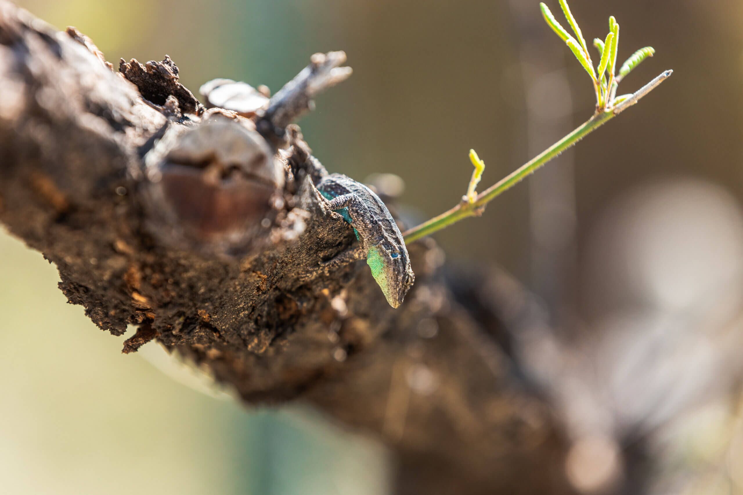 Arizona Lizard on a branch and looking down