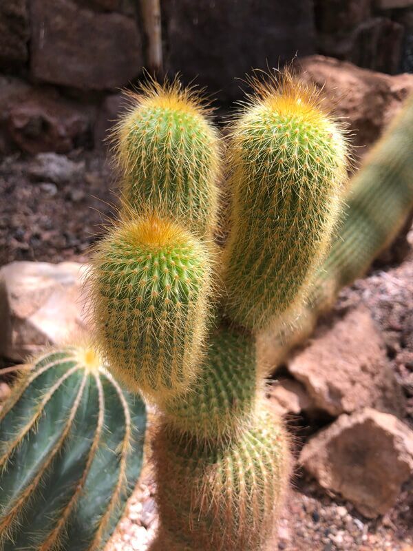 Rare & Endangered Species - Boyce Thompson Arboretum