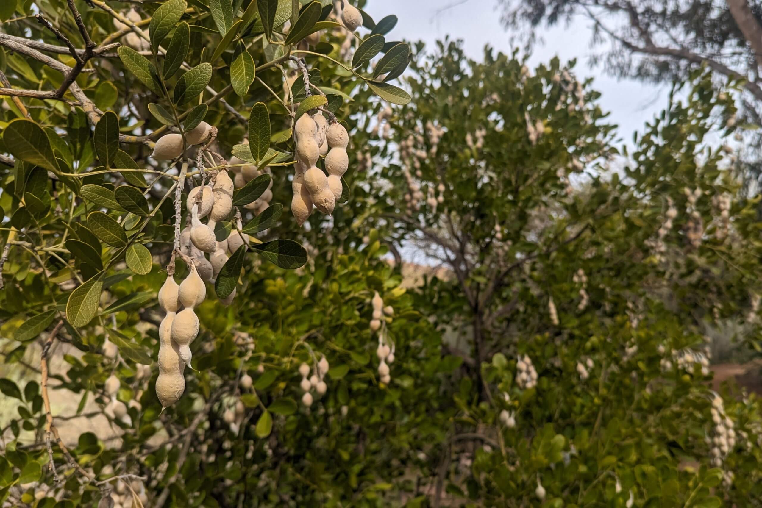 Legumes in the Desert: Uncover Their Unique Traits - Boyce Thompson  Arboretum